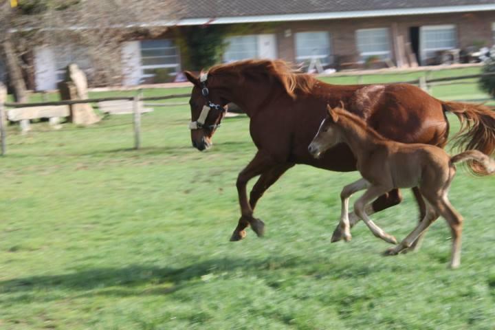Residential Horse Club Costa Brava Hostel Santa Cristina d'Aro Room photo